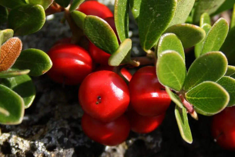 Kräuterpower aus Island für trockene Winterhaut Bild: Kräuterpower aus Island für trockene Winterhaut