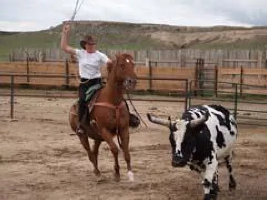 Bild: Rinder, Staub und Verantwortung für die Umwelt