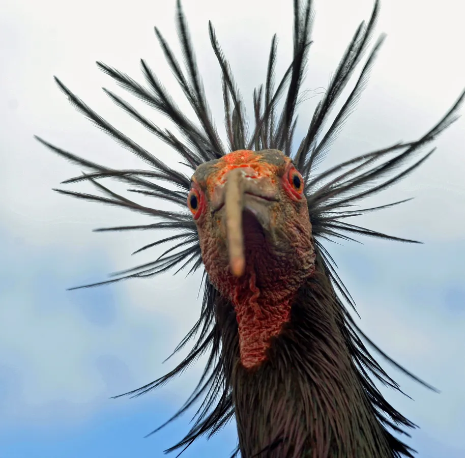 Portrait eines alten Waldrapps (© Waldrappteam Conservation & Research)