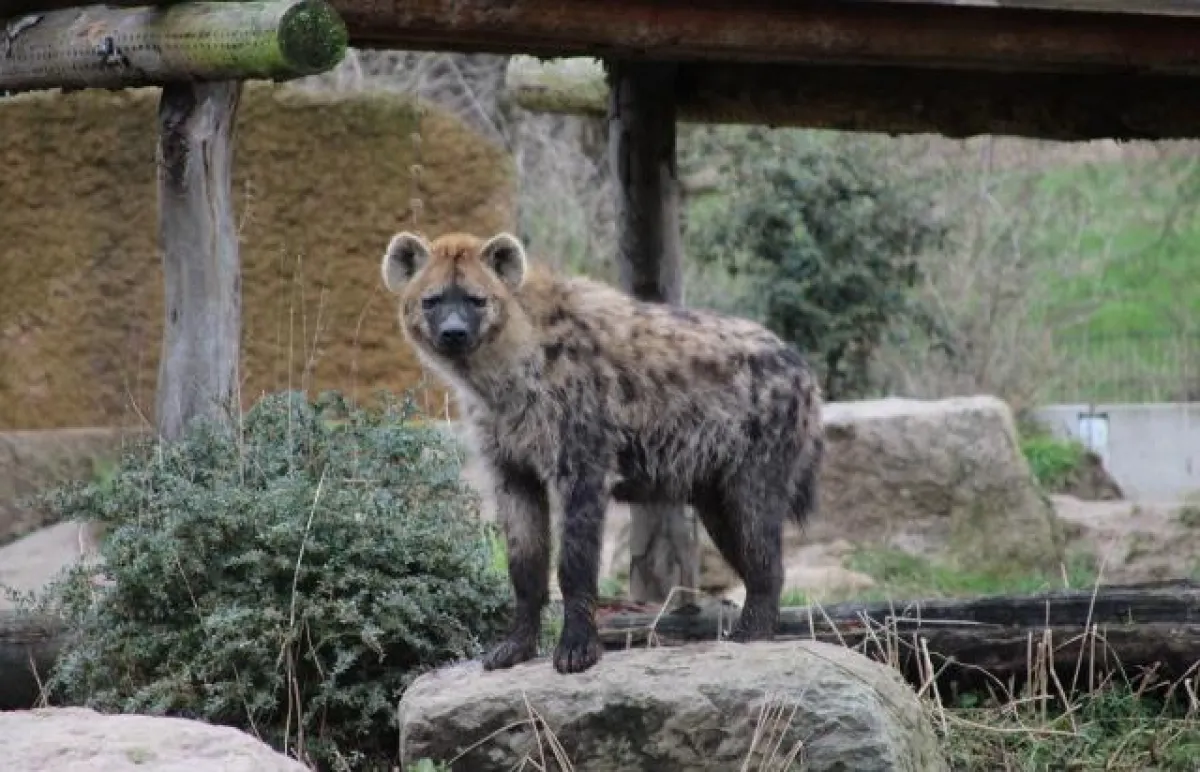 Tüpfelhyäne: In der Dämmerung werden diese Tiere besonders aktiv und beobachten die Besucher genau.