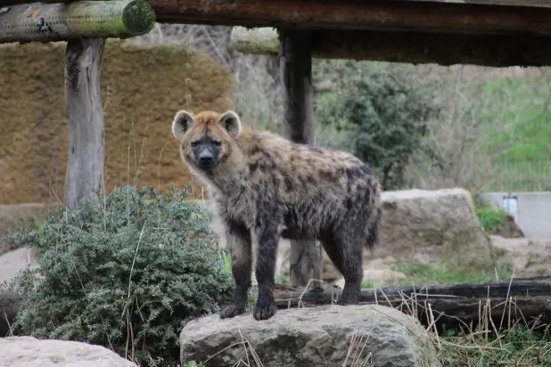 Bild: Verlängerte Öffnungszeiten: ab Freitag abends durch den Osnabrücker Zoo