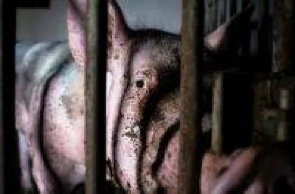 Bild: Aufgedeckt: So pervers und abartig werden Eber in Deutschland zur Ejakulation gezwungen