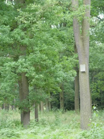 Bild: Anhaltende Nachfrage nach Baumbestattungen