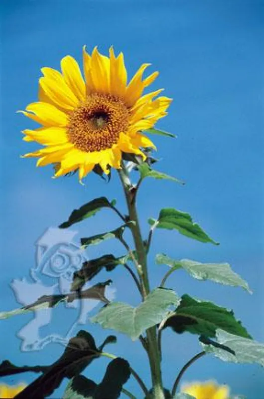 Sommer 2012