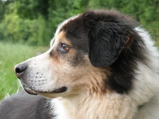 Bild: Berner Sennenhunde in Not e.V. widmet Welttierschutztag den Hundesenioren