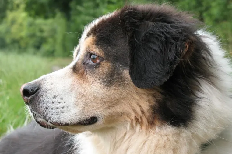 Bild: Berner Sennenhunde in Not e.V. widmet Welttierschutztag den Hundesenioren