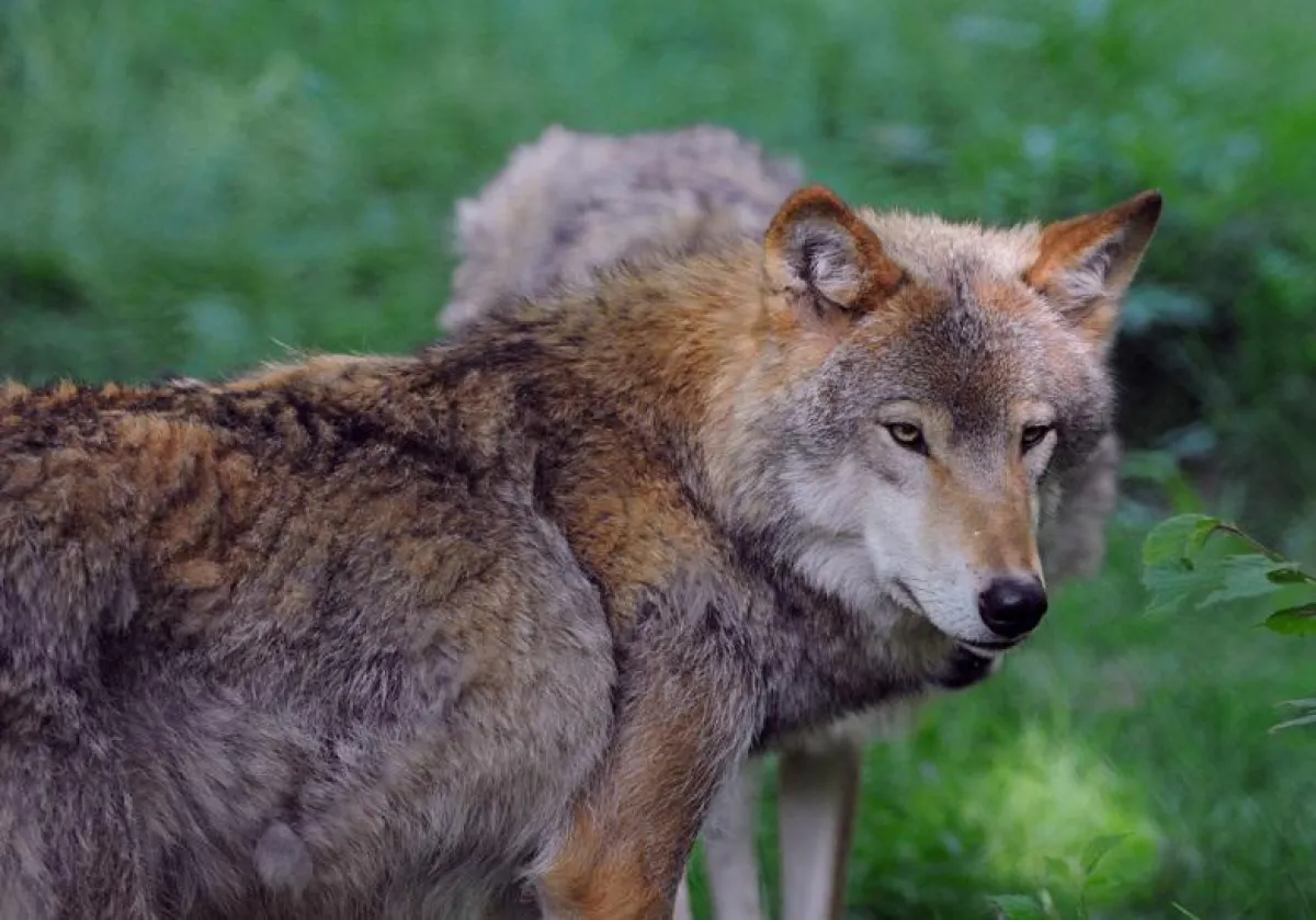 In Brandenburg wurde bereits der zehnte Wolf illegal abgeschossen.