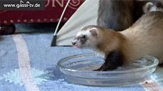 Bild: Tiere und Hitze