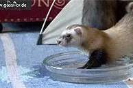 Bild: Tiere und Hitze
