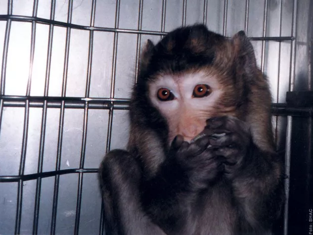 Bild: Tierversuchsstatistik Schweiz 2011 - Eine kleine Mogelpackung