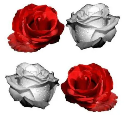 Bild: Rosen für Väter