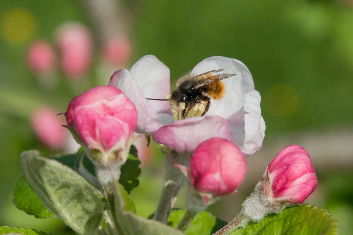 Gehörnte Mauerbienen sorgen für reiche Apfelernte, wie eine aktuelle Untersuchung bestätigt. (© Pollinature)