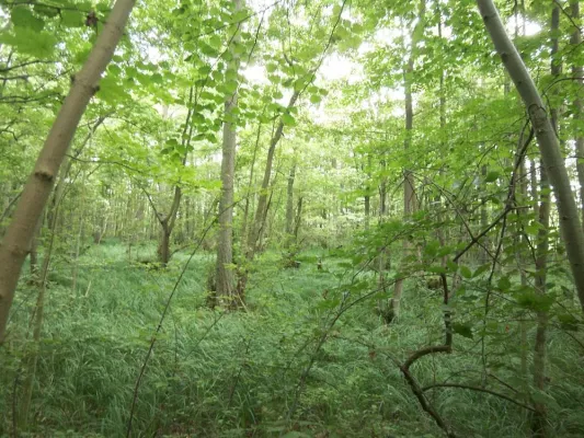 Bild: Alarmierender Rückgang des weltweiten Waldbestandes