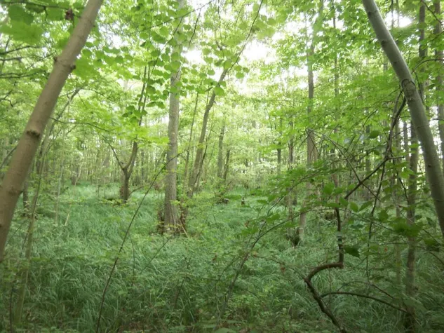 Alarmierender Rückgang des weltweiten Waldbestandes Bild: Alarmierender Rückgang des weltweiten Waldbestandes
