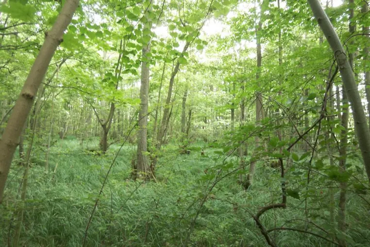 Alarmierender Rückgang des weltweiten Waldbestandes Bild: Alarmierender Rückgang des weltweiten Waldbestandes