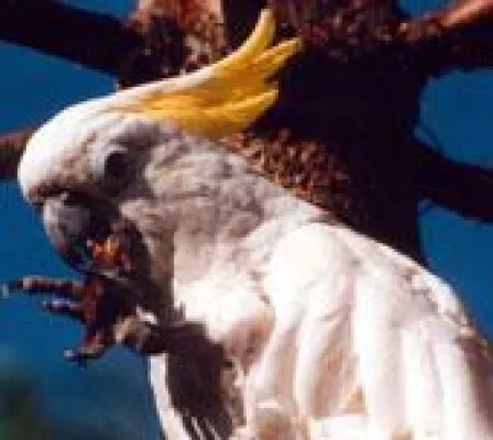 Papageien sind beliebte Heimtiere Bild: Papageien sind beliebte Heimtiere