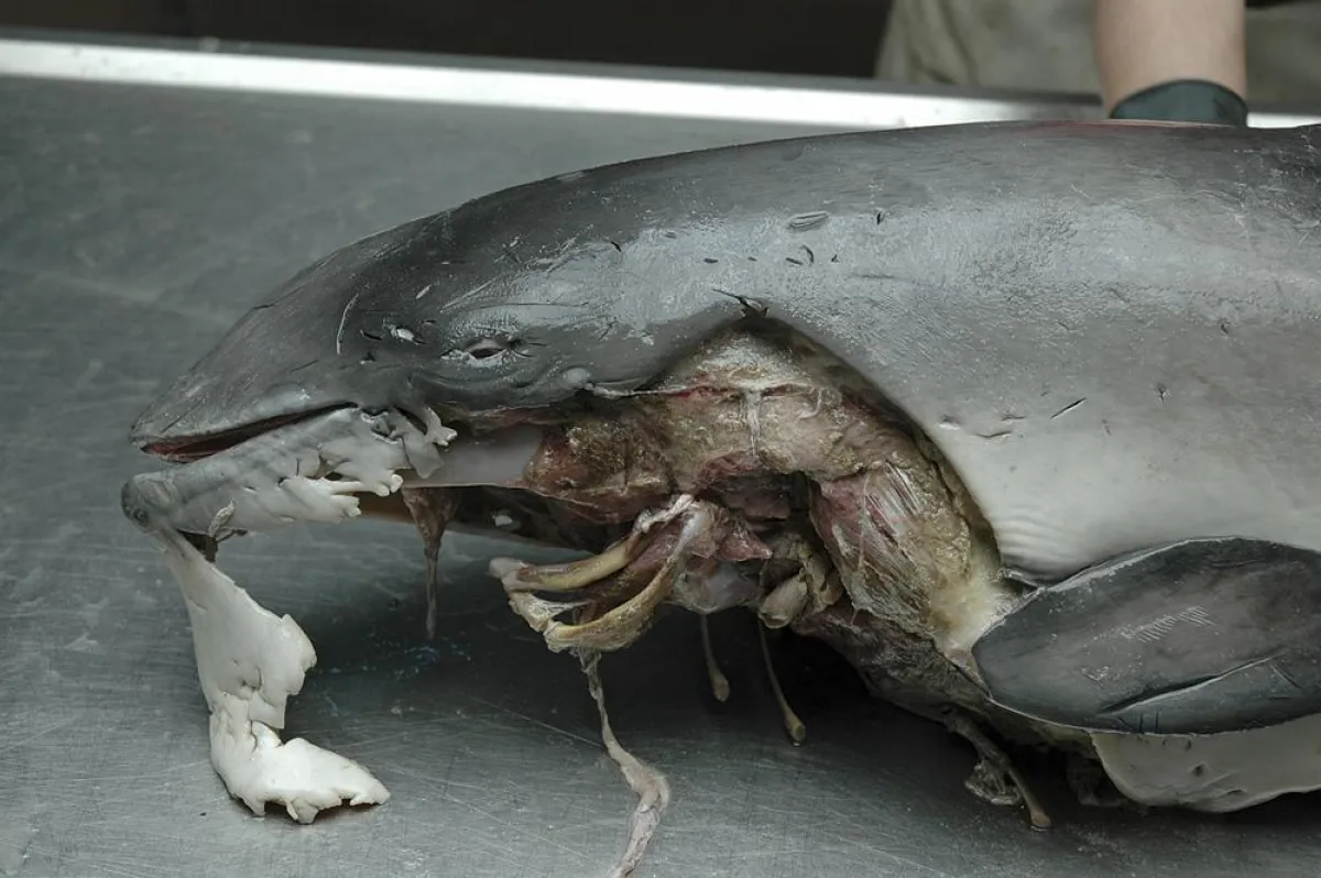 Durch Messer verursachte Schnitte durch Haut und Speckschicht; Foto: CJ Camphuysen