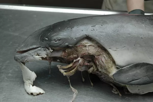 Bild: Verstümmelte Schweinswale an niederländischer Küste angeschwemmt