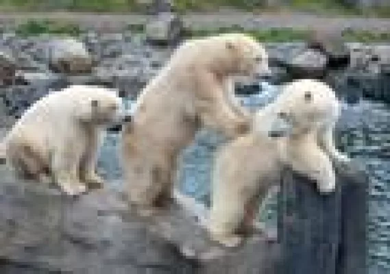 Bärenstarkes Kräftemessen im Hafen von Yukon Bay Bild: Bärenstarkes Kräftemessen im Hafen von Yukon Bay