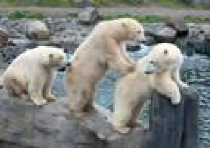 Bild: Bärenstarkes Kräftemessen im Hafen von Yukon Bay