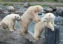 Bild: Bärenstarkes Kräftemessen im Hafen von Yukon Bay