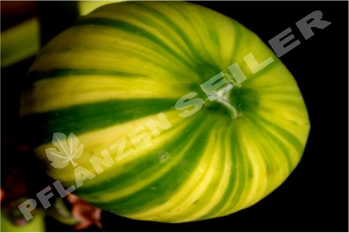 Eine besonders attraktive Melonenfeige für Kübelhaltung