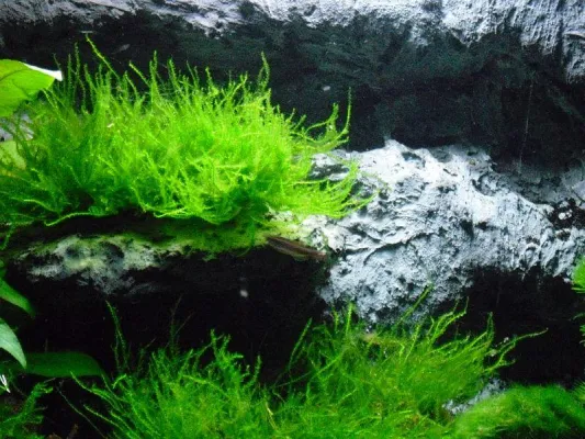 Bild: Ein Meilenstein in der Aquaristik - Das erste "ÖKO" Aquarium
