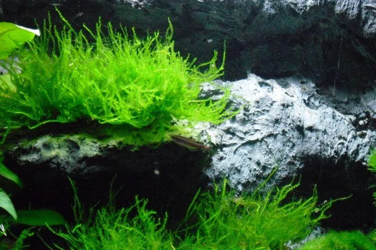Ein Meilenstein in der Aquaristik - Das erste "ÖKO" Aquarium Bild: Ein Meilenstein in der Aquaristik - Das erste "ÖKO" Aquarium