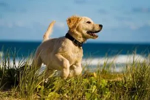 Hundehaftpflicht auch für Kampfhunde Bild: Hundehaftpflicht auch für Kampfhunde