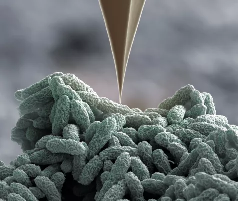 Bild: Beschädigt, aber nicht besiegt: Bakterien wehren sich mit Nano-Harpunen gegen Angriffe