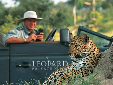 Bild: Wenn die Leopardendame auf einen Sprung vorbei kommt