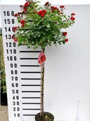 Bild: Stammrosen - diese Mischung zwischen Ziergehölz und Garten-Rose ist ideal für den Garten oder den Pflanzkübel