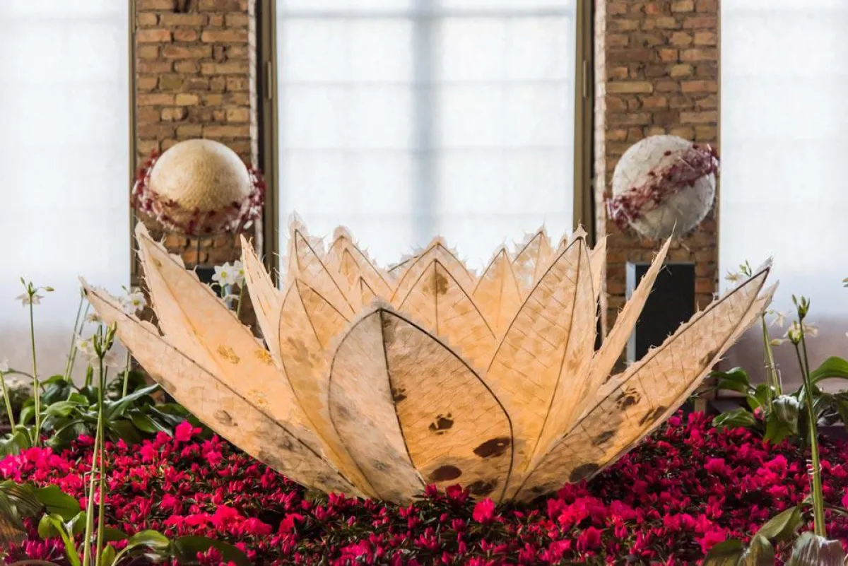 Lotosblüte - Dresdner Frühling im Palais 2016 - Foto: Sebastian Thiel