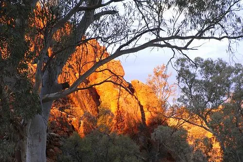 Bild: Unterwegs auf dem Larapinta Trail in den MacDonnell Ranges