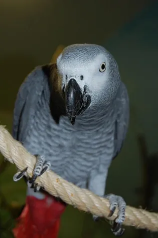 Bild: Papageien-Fotowettbewerb: Deutschland sucht den Supervogel