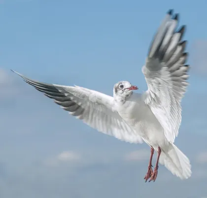 Bild: 2-tägiges Fotoseminar „Möwen: Stadtgäste und Flugakrobaten“ in Warnemünde