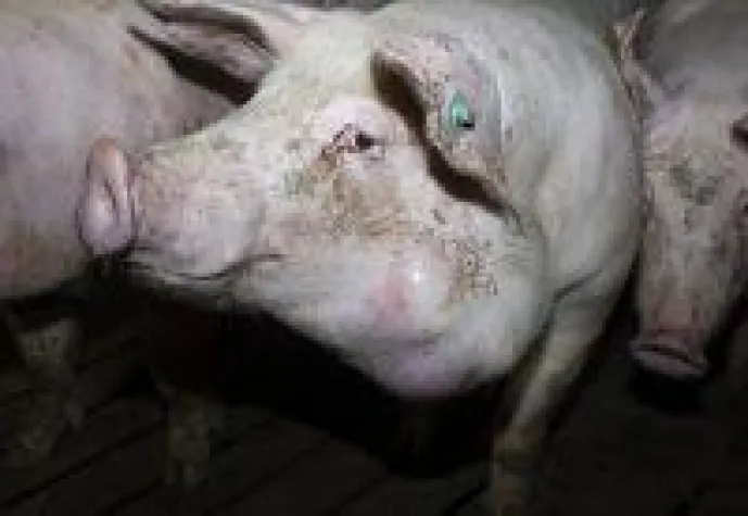 Bild: Aufgedeckt: Größte Schweinemast Niedersachsens quält Tiere für Tönnies