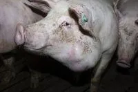 Bild: Aufgedeckt: Größte Schweinemast Niedersachsens quält Tiere für Tönnies