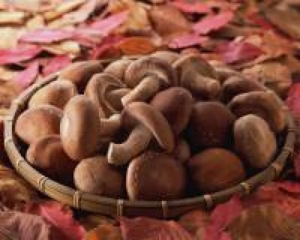 Shiitake, ein Vitalpilz, wird weltweit jährlich mit ca. zwei Millionen Tonnen angebaut.