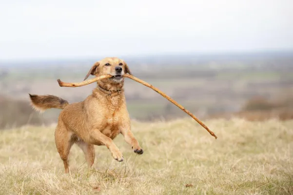 Bild: Aktion für Hunde im Mannheimer Norden: Fit und vital durch die Winterzeit