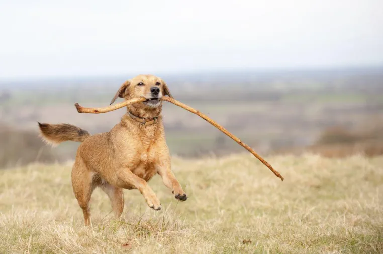 Bild: Aktion für Hunde im Mannheimer Norden: Fit und vital durch die Winterzeit