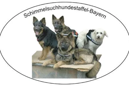 Modriger Geruch ohne sichtbaren Schimmelpilzbefall Bild: Modriger Geruch ohne sichtbaren Schimmelpilzbefall