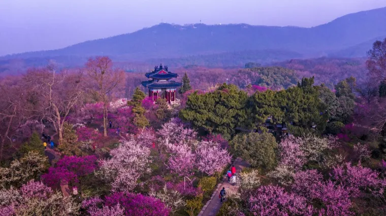 Bild: Frühlingshafte Blütenpracht in Jiangsu erleben
