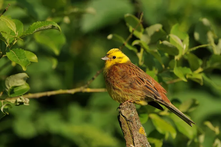 Bild: Biodiversität messbar machen – UFZ startet Forschungsprojekt „TripleBird“