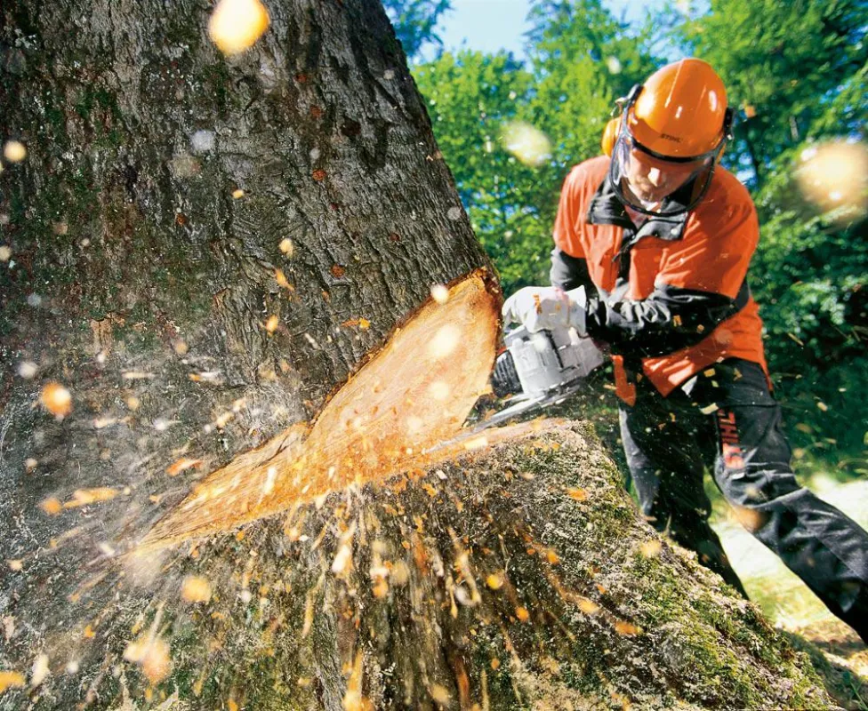 Vor dem Baumfällen sollten sich Gartenbesitzer informieren. Foto: STIHL