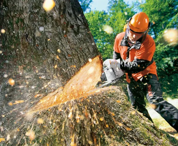 Baumfällen kann teuer werden Bild: Baumfällen kann teuer werden