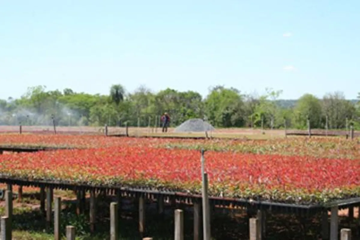 Setzlinge vor der Pflanzung: Wertsteigerungen für deutsche Anleger
