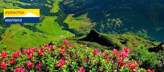 Bild: Wie durch die (Alpen)rosa Brille