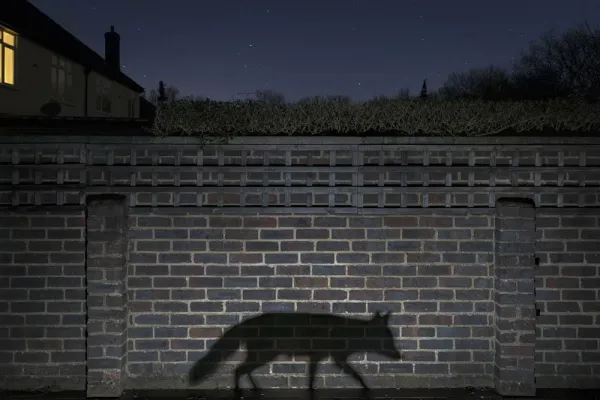 Bild: Schattenläufer - Richard Peters aus Großbritannien wurde Europäischer Naturfotograf des Jahres