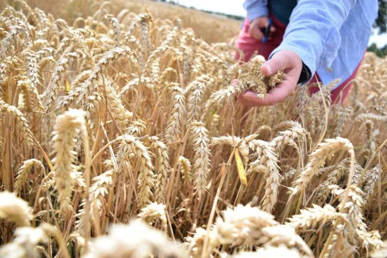 Konventionelle Pflanzenzucht: Forscher der Uni Halle verbessern Weizen Bild: Konventionelle Pflanzenzucht: Forscher der Uni Halle verbessern Weizen